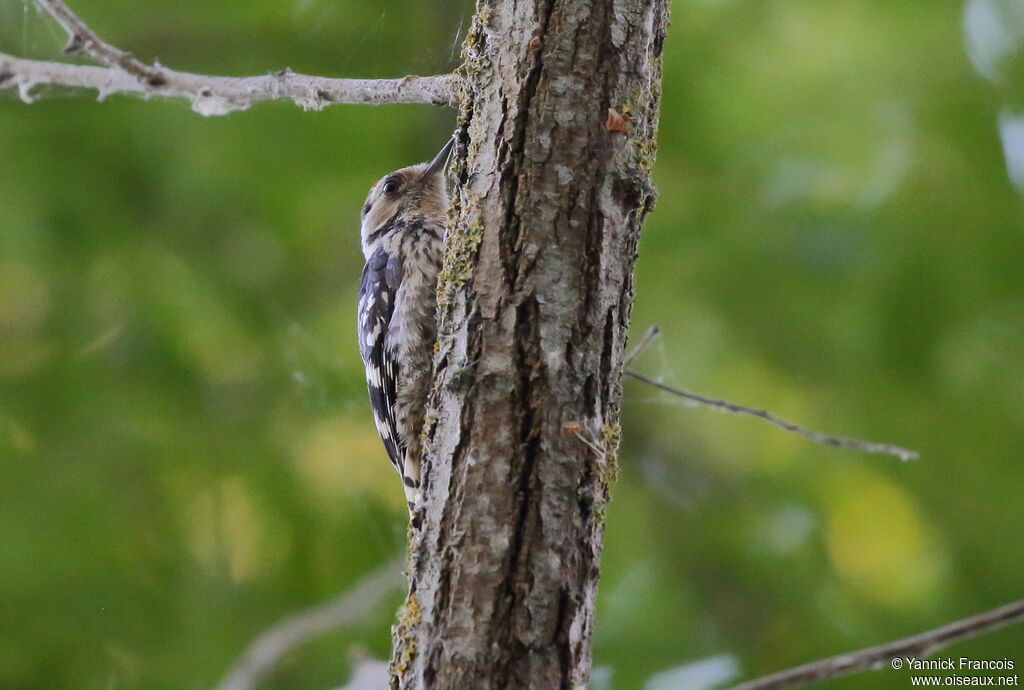 Pic épeichette mâle adulte, habitat, camouflage