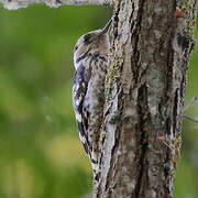 Lesser Spotted Woodpecker