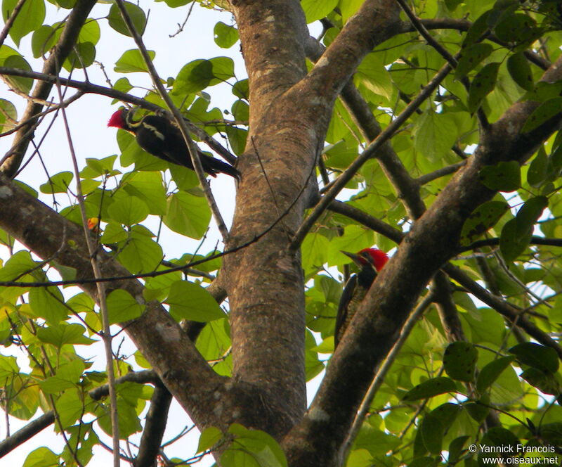 Lineated Woodpeckeradult, habitat, aspect