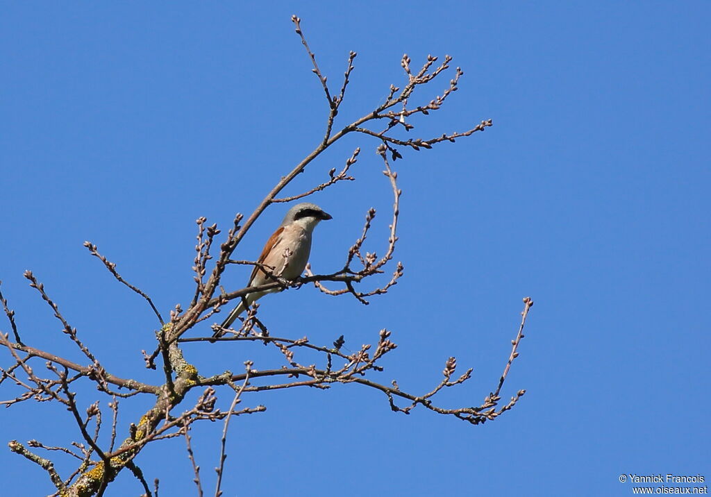 Red-backed Shrike male adult breeding, habitat, aspect