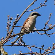 Red-backed Shrike