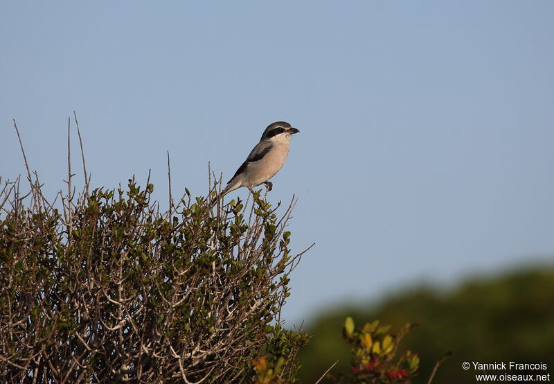 Iberian Grey Shrikeadult breeding, habitat, aspect