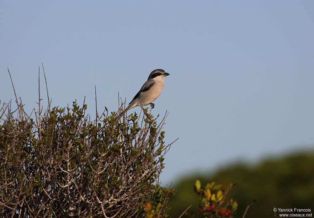 Iberian Grey Shrikeadult breeding, habitat, aspect