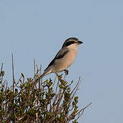 Iberian Grey Shrike