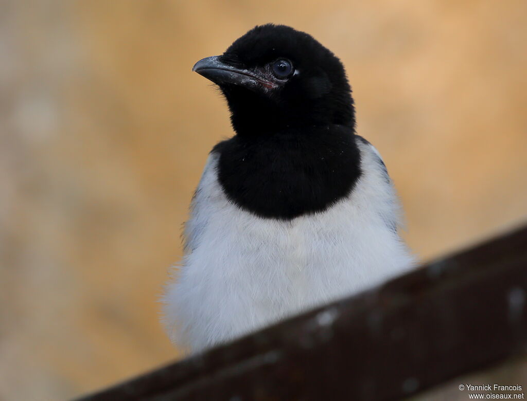 Eurasian Magpieimmature, close-up portrait, aspect