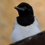 Eurasian Magpie