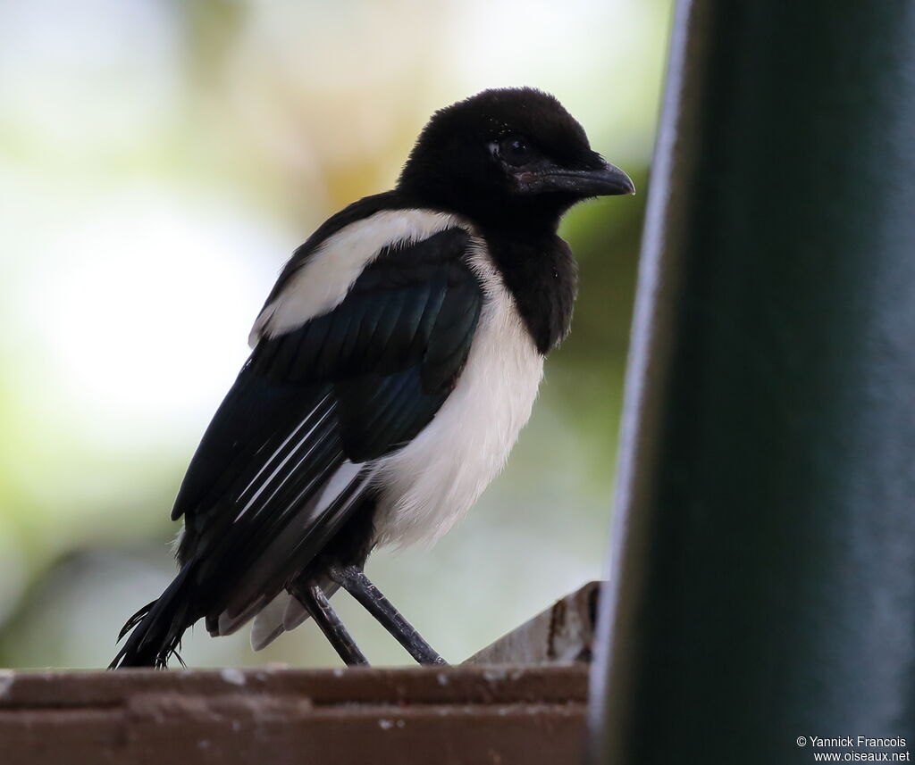 Eurasian Magpieimmature, identification, aspect