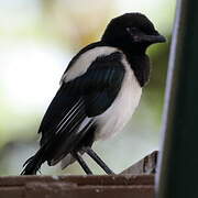 Eurasian Magpie