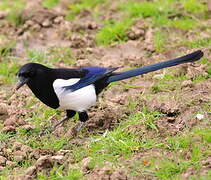 Eurasian Magpie