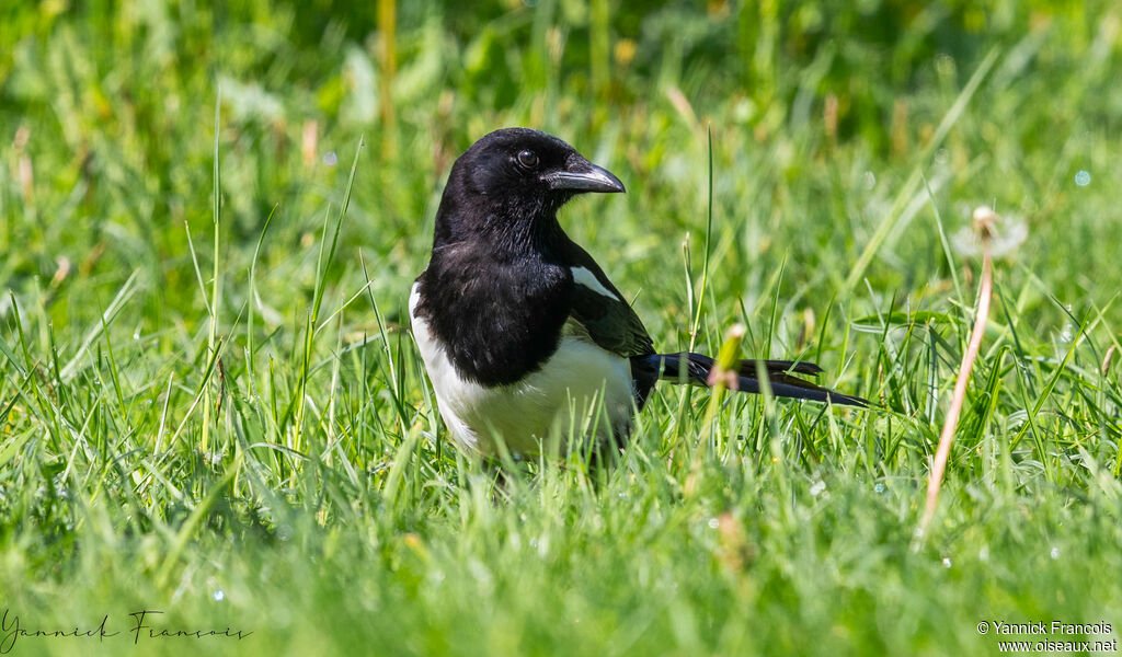 Eurasian Magpieadult, identification, aspect