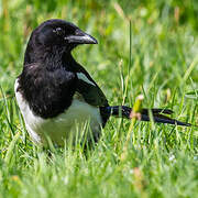 Eurasian Magpie