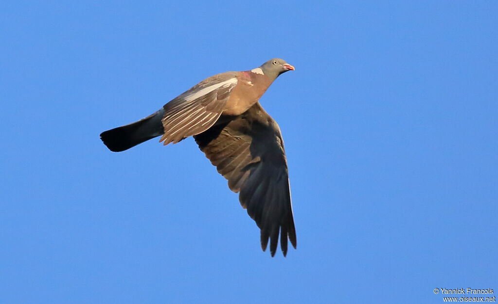 Common Wood Pigeonadult, aspect, Flight