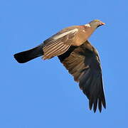 Common Wood Pigeon