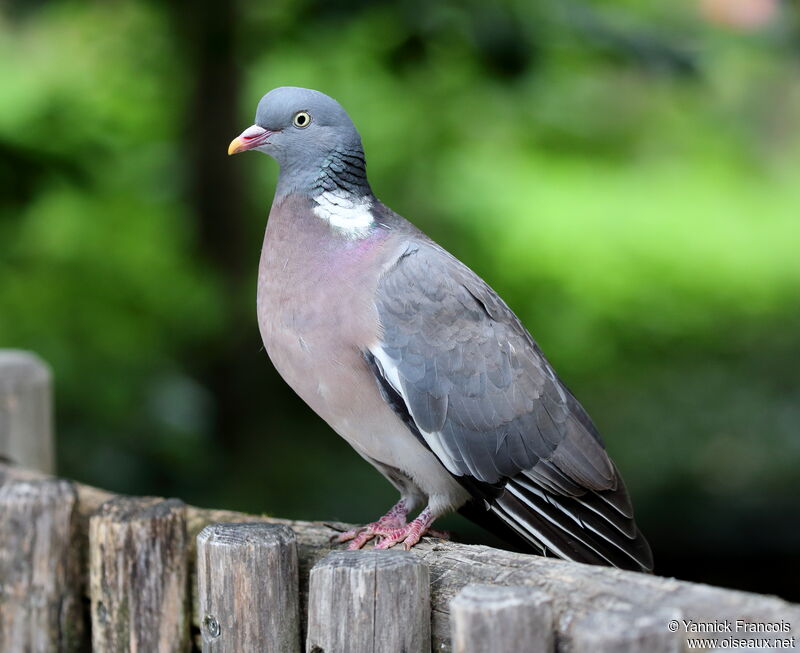 Pigeon ramieradulte, identification, composition