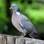 Common Wood Pigeon