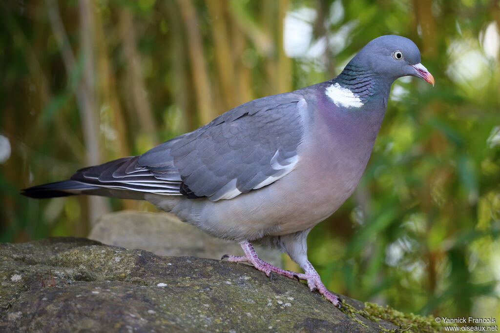 Common Wood Pigeonadult, identification, aspect