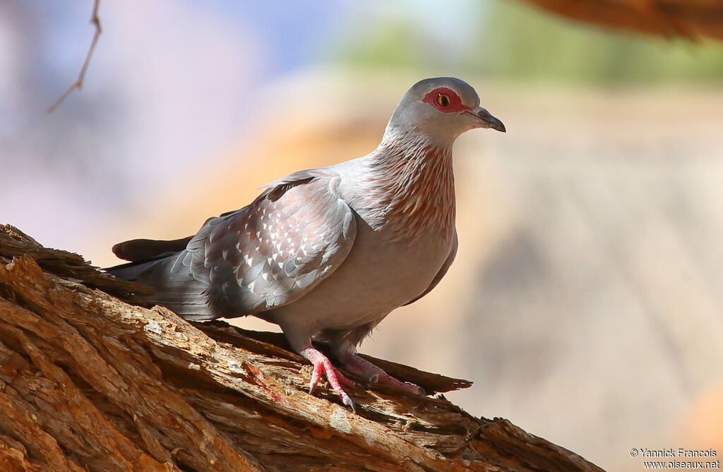 Speckled Pigeonadult, identification, aspect