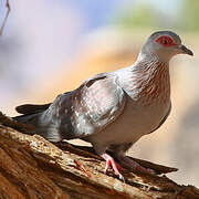 Speckled Pigeon