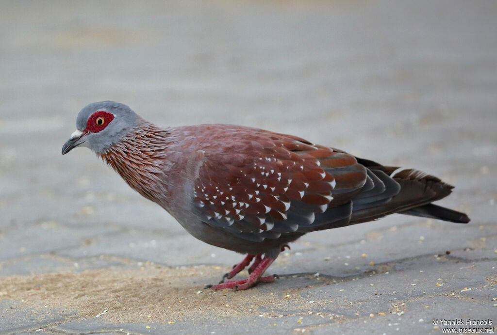 Speckled Pigeonadult, identification, aspect, eats