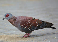 Speckled Pigeon