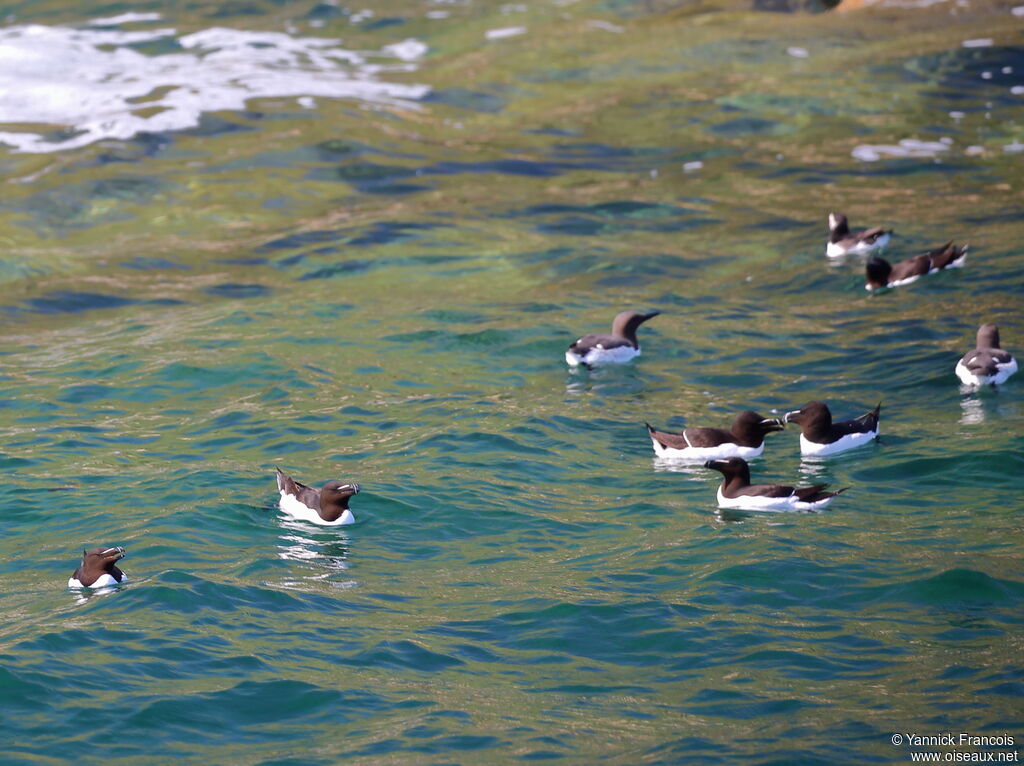 Razorbilladult breeding, habitat, aspect, swimming