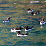 Razorbill