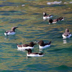 Pingouin torda