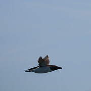 Razorbill