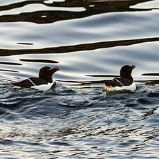 Pingouin torda