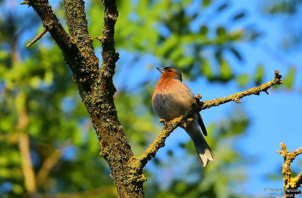 Eurasian Chaffinch male adult, identification, aspect