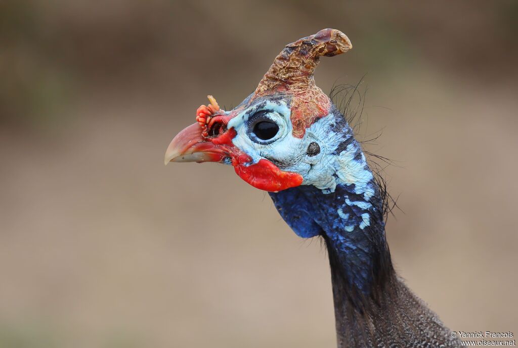 Helmeted Guineafowladult, close-up portrait, aspect