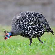 Helmeted Guineafowl