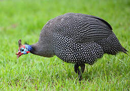 Helmeted Guineafowl