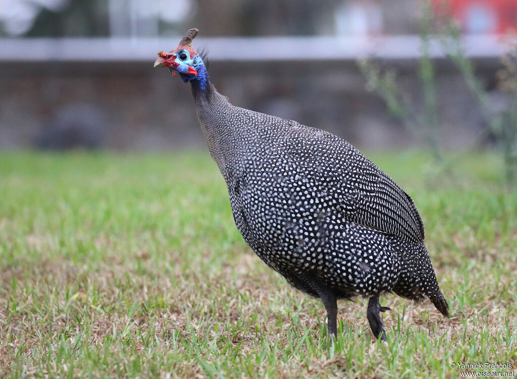 Helmeted Guineafowladult, identification, aspect