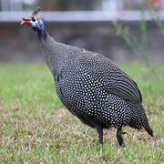 Helmeted Guineafowl