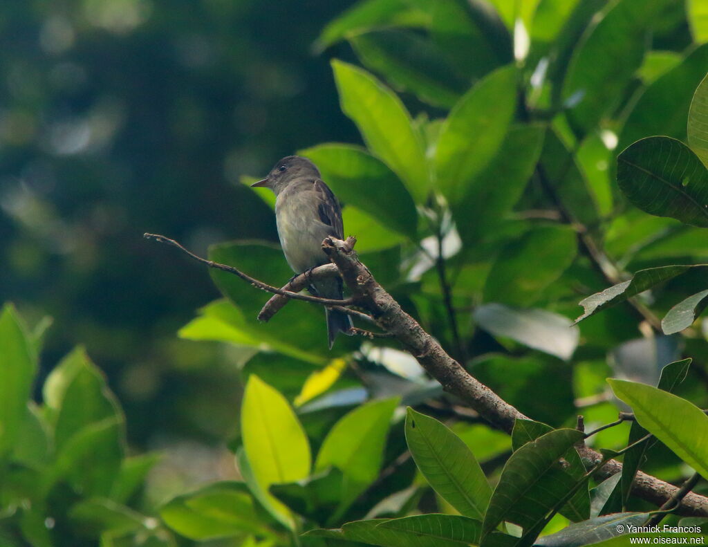 Eastern Wood Peweeadult, habitat, aspect