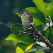 Eastern Wood Pewee