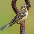 Pipit farlouse