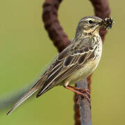 Pipit farlouse