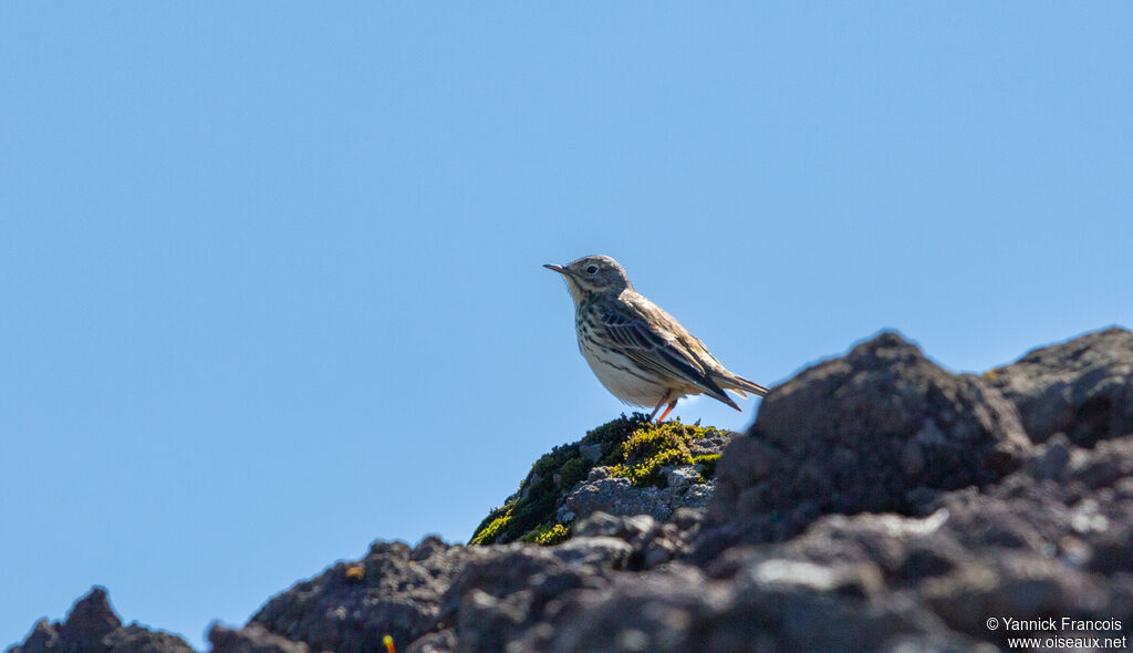 Pipit farlouseadulte, habitat, composition