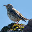 Pipit farlouse