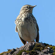 Pipit farlouse