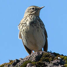 Pipit farlouse
