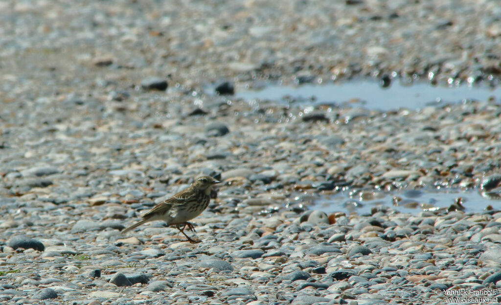 European Rock Pipitadult post breeding, habitat, aspect