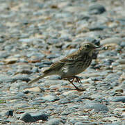 European Rock Pipit