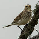 Pipit spioncelle
