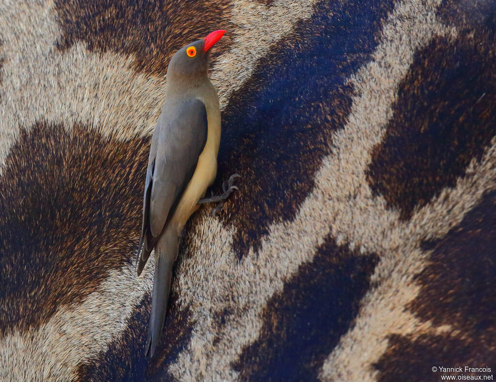 Red-billed Oxpeckeradult, identification, aspect