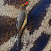 Red-billed Oxpecker