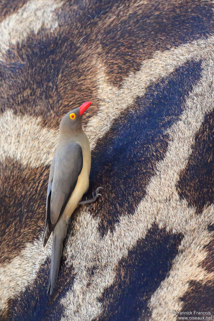 Red-billed Oxpeckeradult, identification, aspect