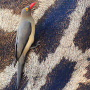 Red-billed Oxpecker